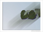 Brouillard, brouill�, brouillon... -- 07/10/05
