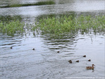 Cours de Natation pour B�b�s Canards