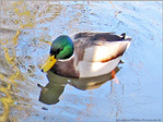 Il fait un froid de canard