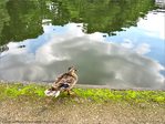 Par ce temps de Canard, mettrais-je une patte dans l'Eau�? -- 04/08/12