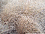 Caresses Hivernales -2- -- 24/01/09