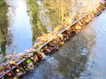 Petite cascade d'automne -- 01/12/09