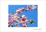 Beauté éphémère de la Fleur de cerisier -- 20/04/07
