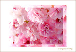 Fleurs de Cerisiers jolis -- 20/04/07