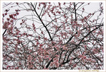 Cerisier en Contre-jour et Contre-temps