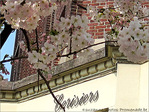 Cerisiers en Fa�ade -- 23/04/09