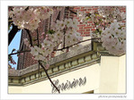 Cerisiers en fa�ade -- 23/04/09
