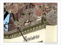 Cerisiers en fa�ade -- 23/04/09