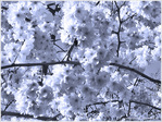 Le Printemps me fait voir la Vie en Rose -- 25/03/11
