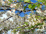 Fleurs de cerisiers -- 17/03/08