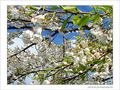 Fleurs de cerisiers -- 17/03/08