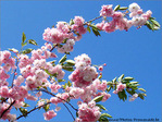 Beaut� �ph�m�re de la Fleur de cerisier -- 20/04/07
