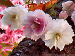Les trois amies -- 21/04/07