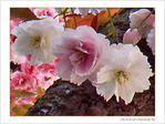 Les trois amies -- 21/04/07