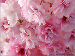 Fleurs de Cerisiers jolis -- 20/04/07