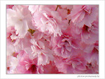 Fleurs de cerisiers jolis -- 20/04/07