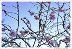 Fleurs de Cerisier sous la Neige de Décembre