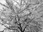 Quand les Fleurs de Cerisiers inondent les rues de la ville -- 06/04/09