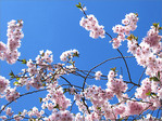 D�licate apparition d'Avril -- 21/04/13