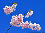 Optimisme des fleurs de Cerisiers -- 28/04/13