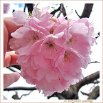 Sérénité de la fleur de cerisier -- 09/04/10