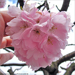 S�r�nit� de la fleur de cerisier -- 09/04/10