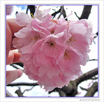 S�r�nit� de la fleur de cerisier -- 09/04/10