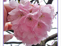 S�r�nit� de la fleur de cerisier -- 09/04/10