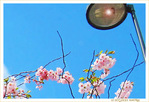 Le temps des cerisiers en fleurs -- 07/04/09