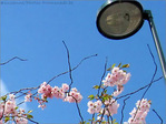 Le temps des cerisiers en fleurs -- 07/04/09