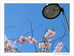 Le temps des cerisiers en fleurs -- 07/04/09