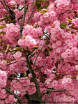 Pompons Rose Cerise -- 24/04/09