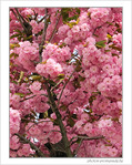 Pompons rose cerise -- 24/04/09