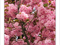Pompons rose cerise -- 24/04/09