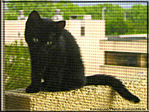 Petit Chaton cherche son chemin ... -- 15/07/06
