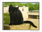 Petit Chaton cherche son chemin ... -- 15/07/06