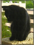 Petit Chaton timide -- 15/07/06