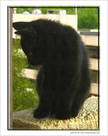 Petit chaton timide -- 15/07/06