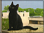 Petit Chaton interrogateur -- 15/07/06