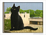 Petit chaton interrogateur -- 15/07/06