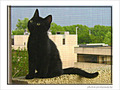 Petit chaton interrogateur -- 15/07/06