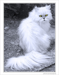 Chat m�fiant