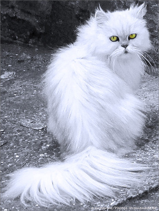 Chat m�fiant