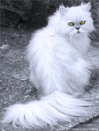Chat m�fiant -- 24/02/10