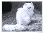 Chat tr�s m�fiant -- 25/02/10