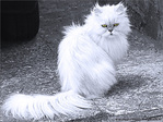 Chat tr�s m�fiant -- 25/02/10