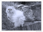 Chat tr�s tr�s m�fiant -- 26/02/10