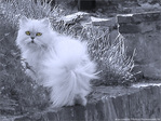 Chat tr�s tr�s m�fiant -- 26/02/10