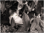 Le ronron du Chat