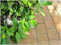 Mon petit Chat s'est cach� dans le jardin -- 26/11/10